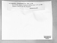 Blastenia ferruginea image